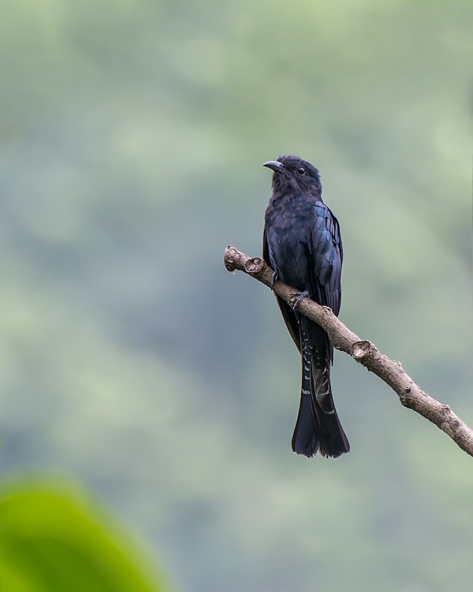 Square-tailed Drongo-Cuckoo - ML644207933