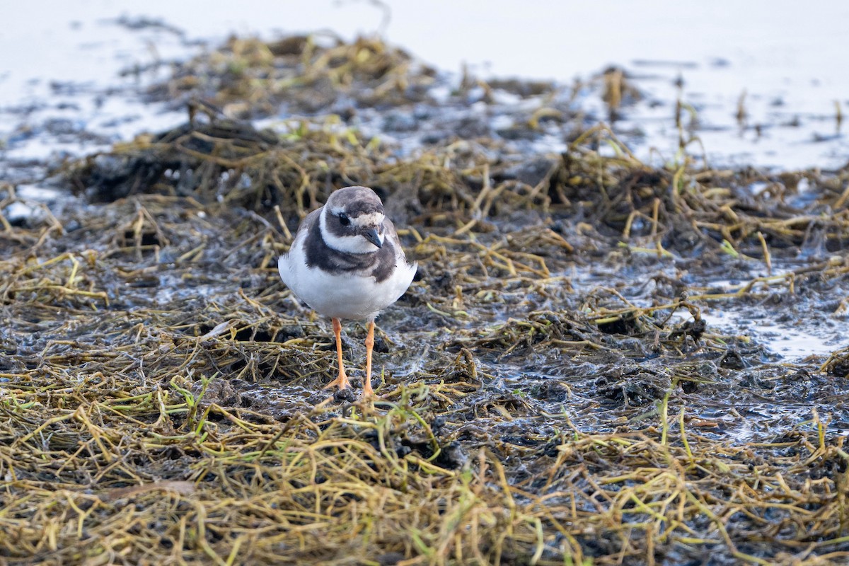 Common Ringed Plover - ML644207934