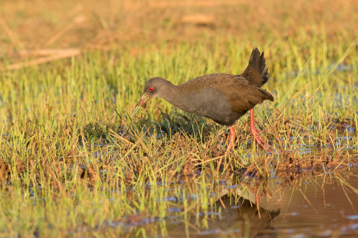 キタハイイロクイナ - ML644207935