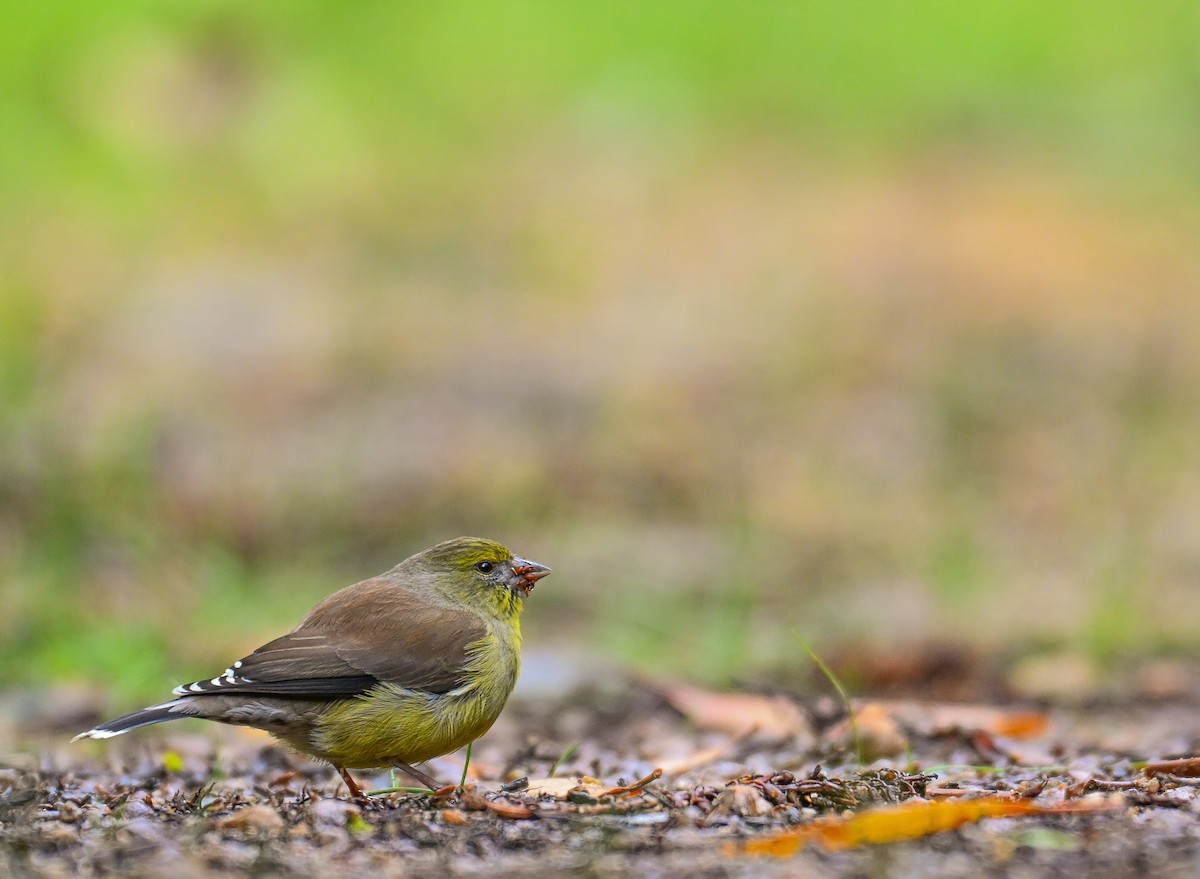 Cape Siskin - ML644207939