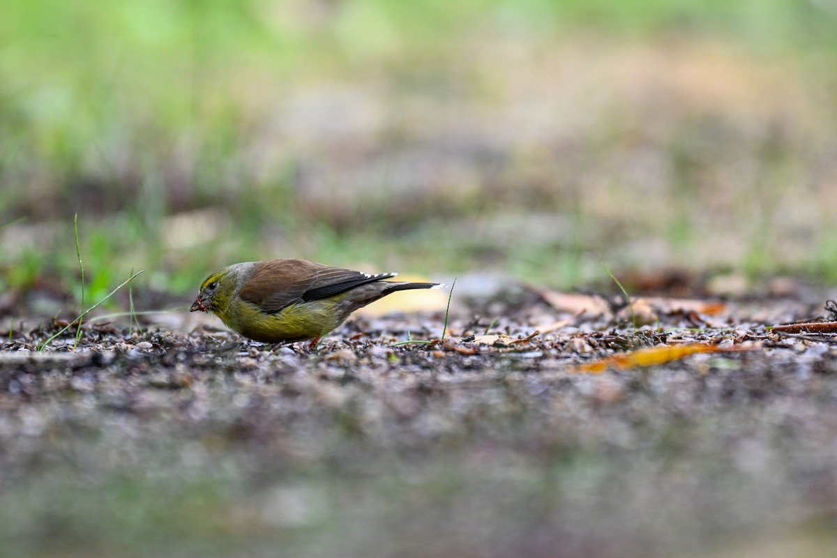 Cape Siskin - ML644207940