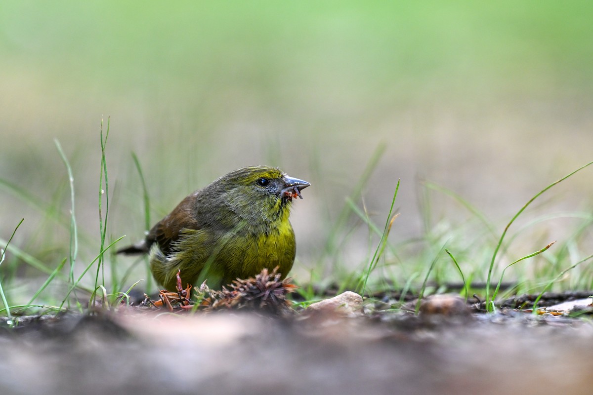 Cape Siskin - ML644207941