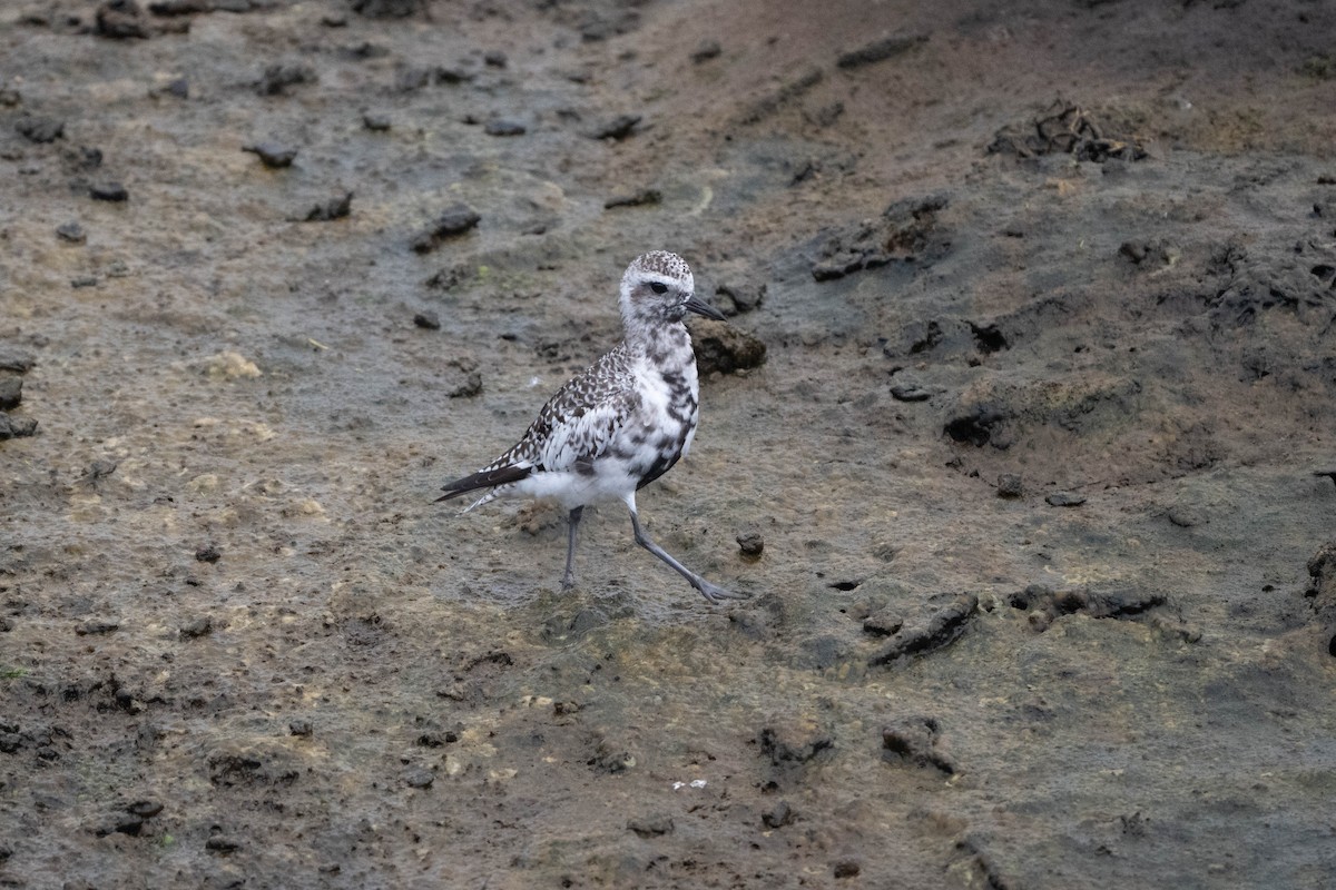 Black-bellied Plover - ML644207945
