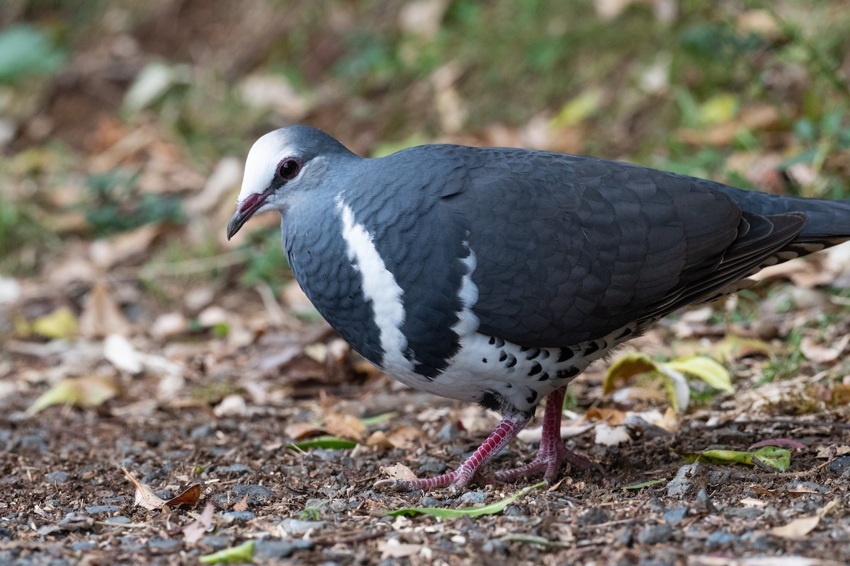 Вонга - ML644207947