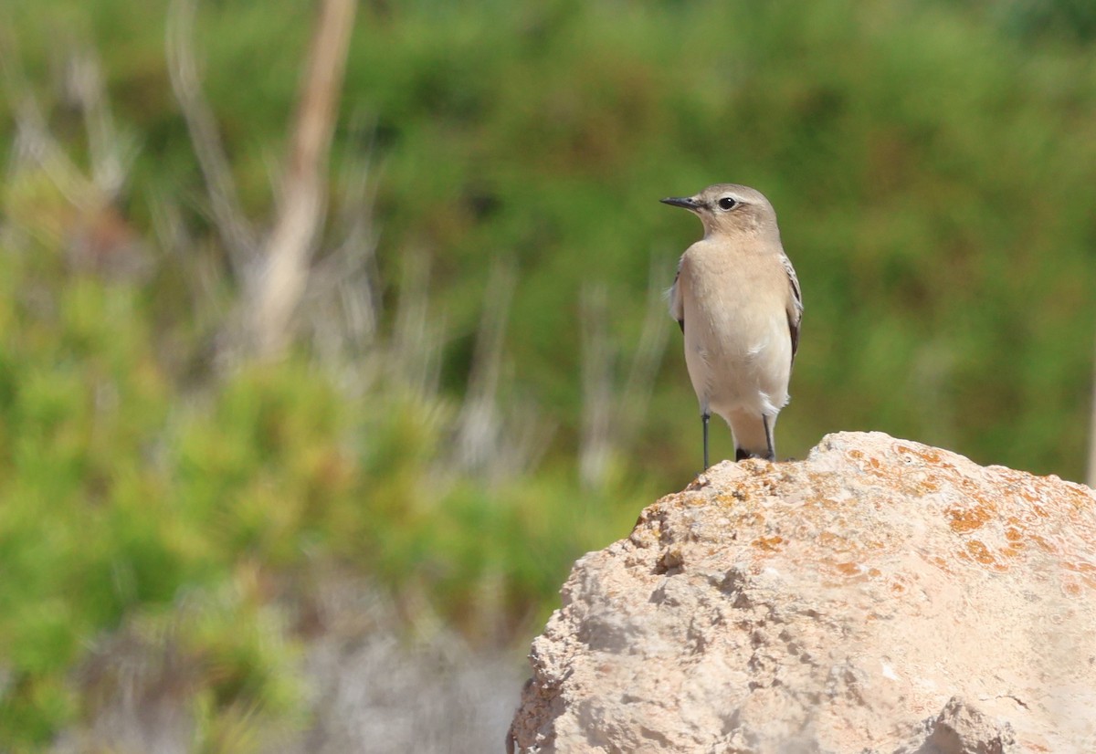 Northern Wheatear (Eurasian) - ML644207952