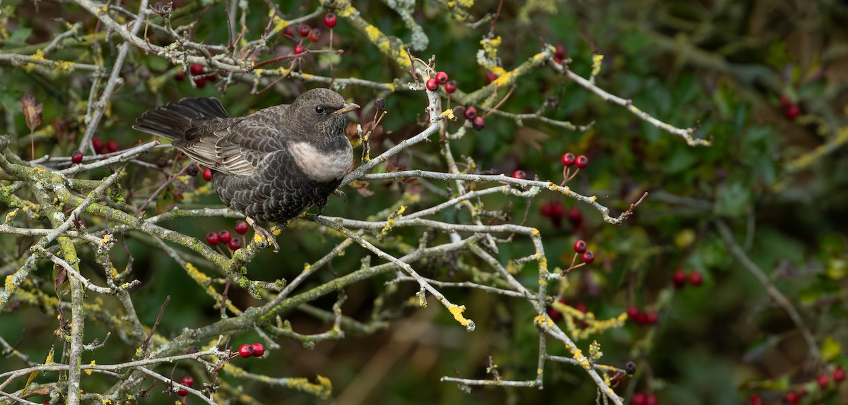 Ring Ouzel - ML644207962
