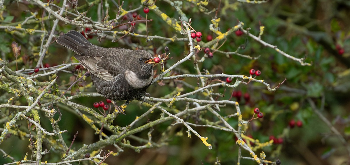 Ring Ouzel - ML644207963
