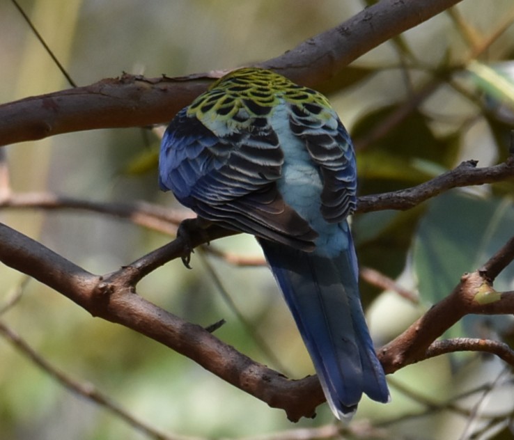 Pale-headed Rosella - ML644207967