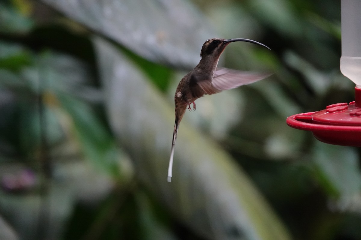 Long-billed Hermit - ML644207968