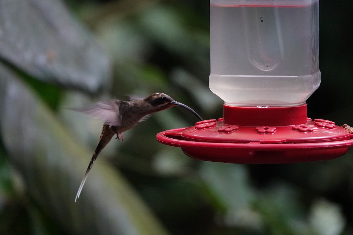 Long-billed Hermit - ML644207969
