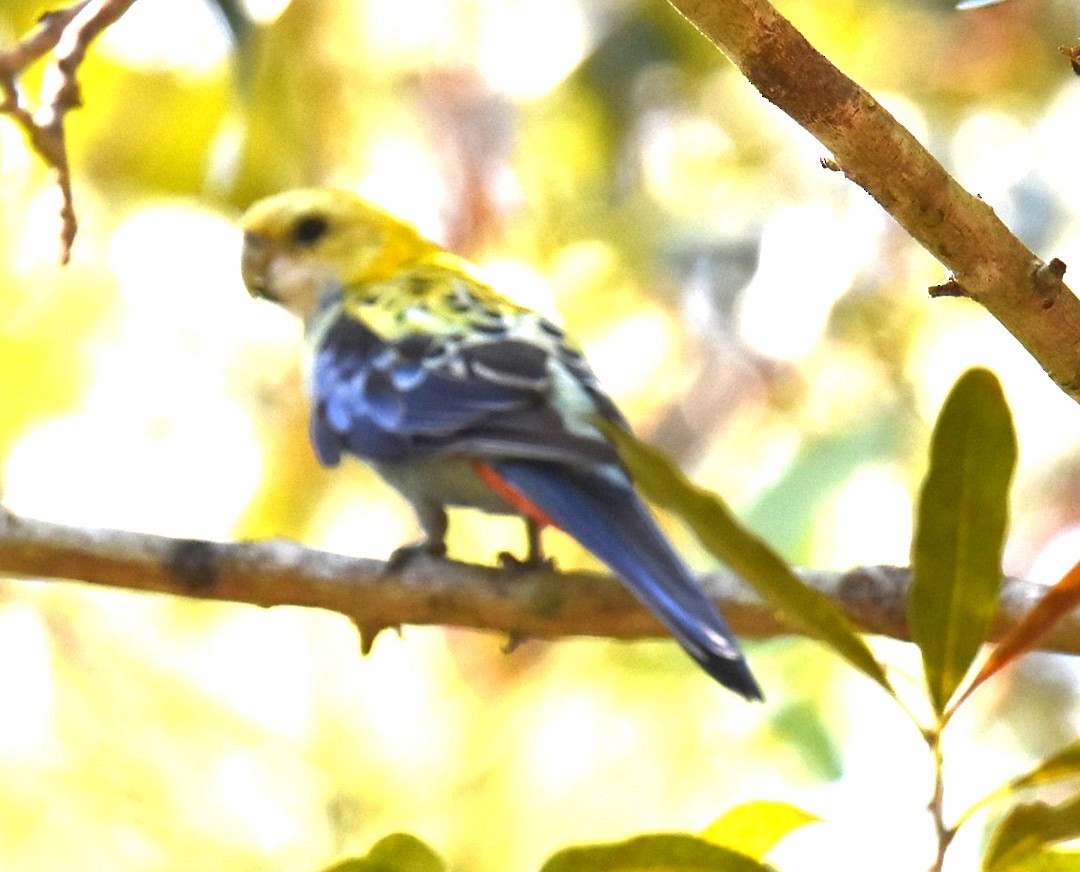Pale-headed Rosella - ML644207970