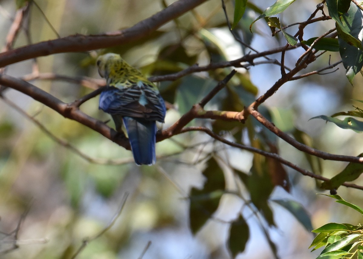 Pale-headed Rosella - ML644207978