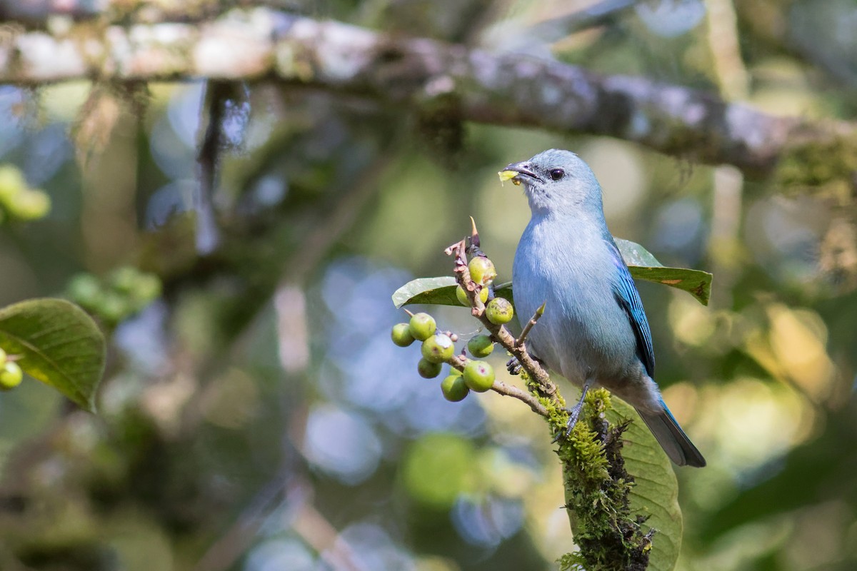 Azure-shouldered Tanager - ML644208019