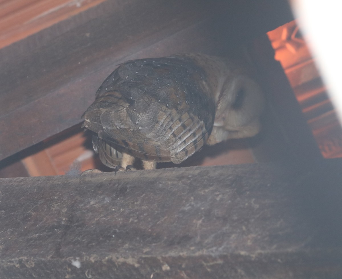 American Barn Owl - ML644208040