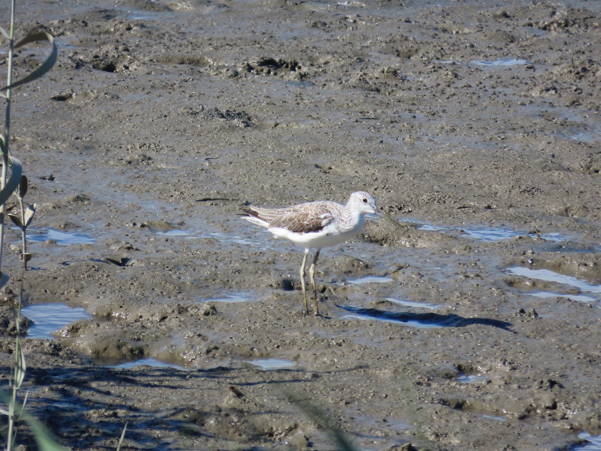 Common Greenshank - 韋勳 陳