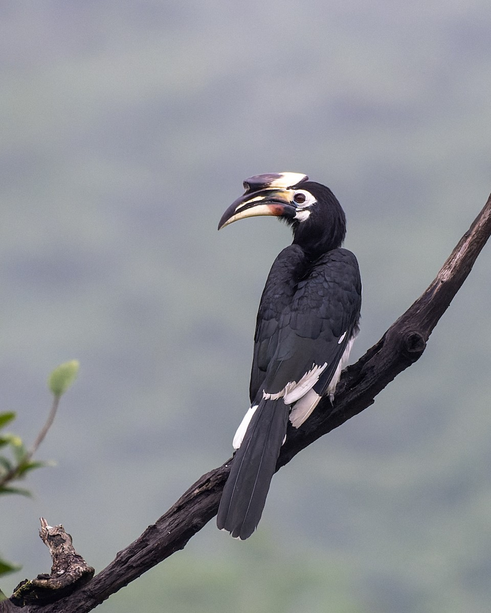 キタカササギサイチョウ - ML644208047