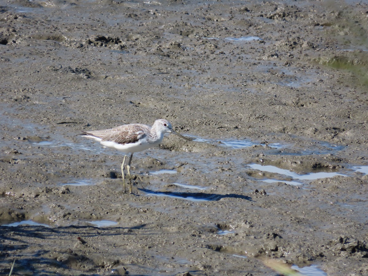 Common Greenshank - 韋勳 陳