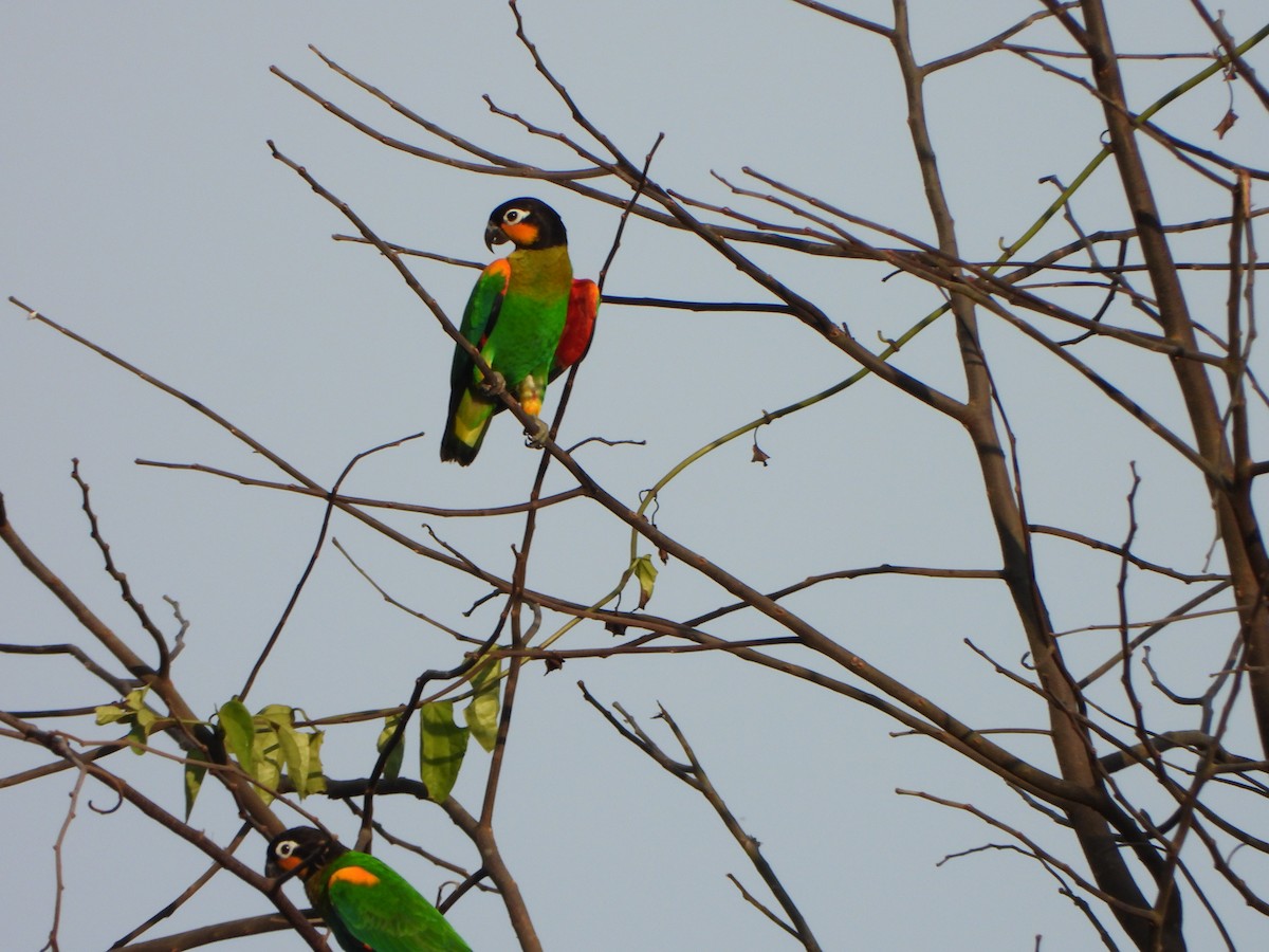 oransjekinnpapegøye - ML644208050