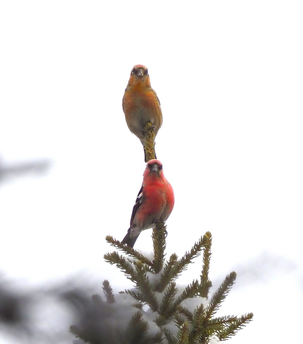 White-winged Crossbill - ML644208051