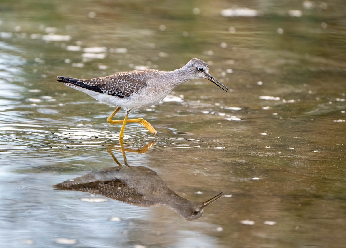 Lesser Yellowlegs - ML644208067