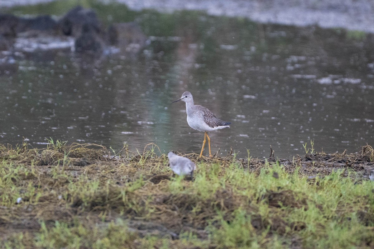 Lesser Yellowlegs - ML644208084