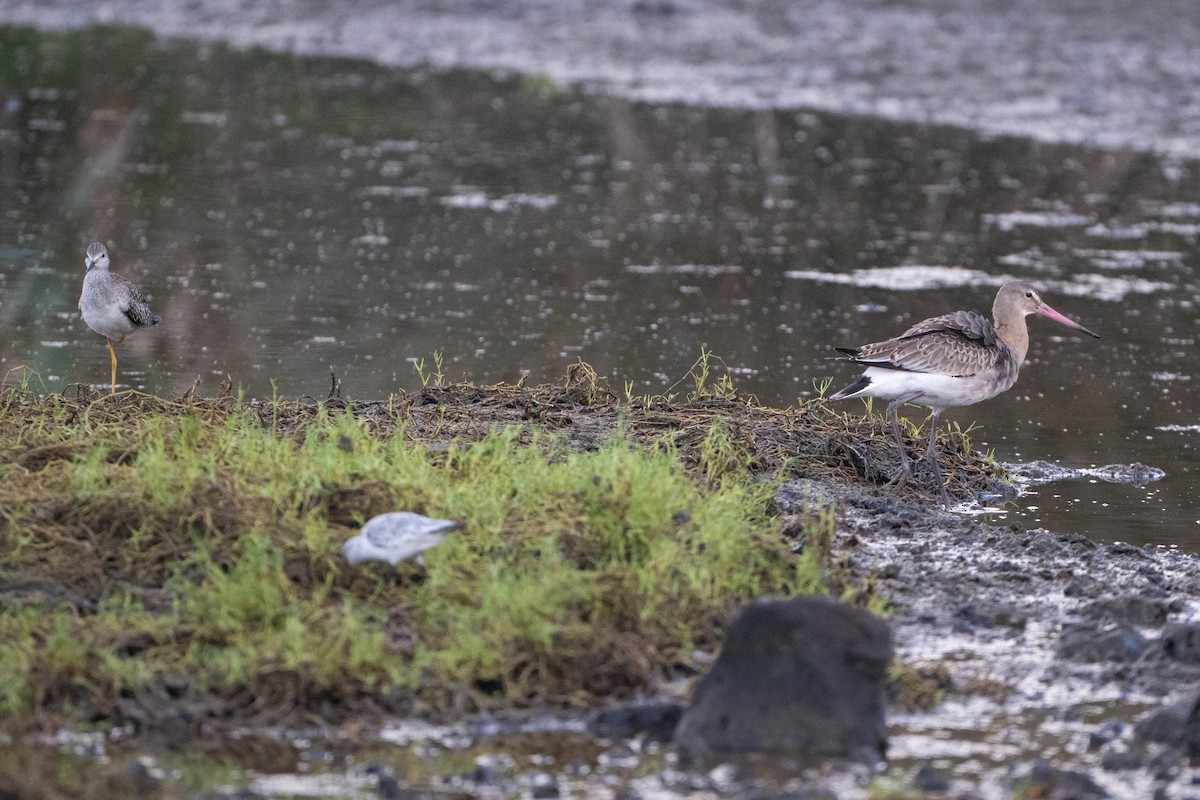 Black-tailed Godwit - ML644208088