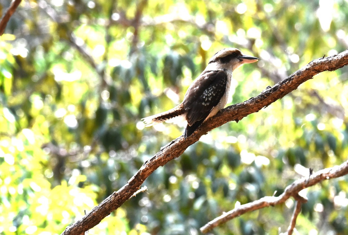 Laughing Kookaburra - ML644208091