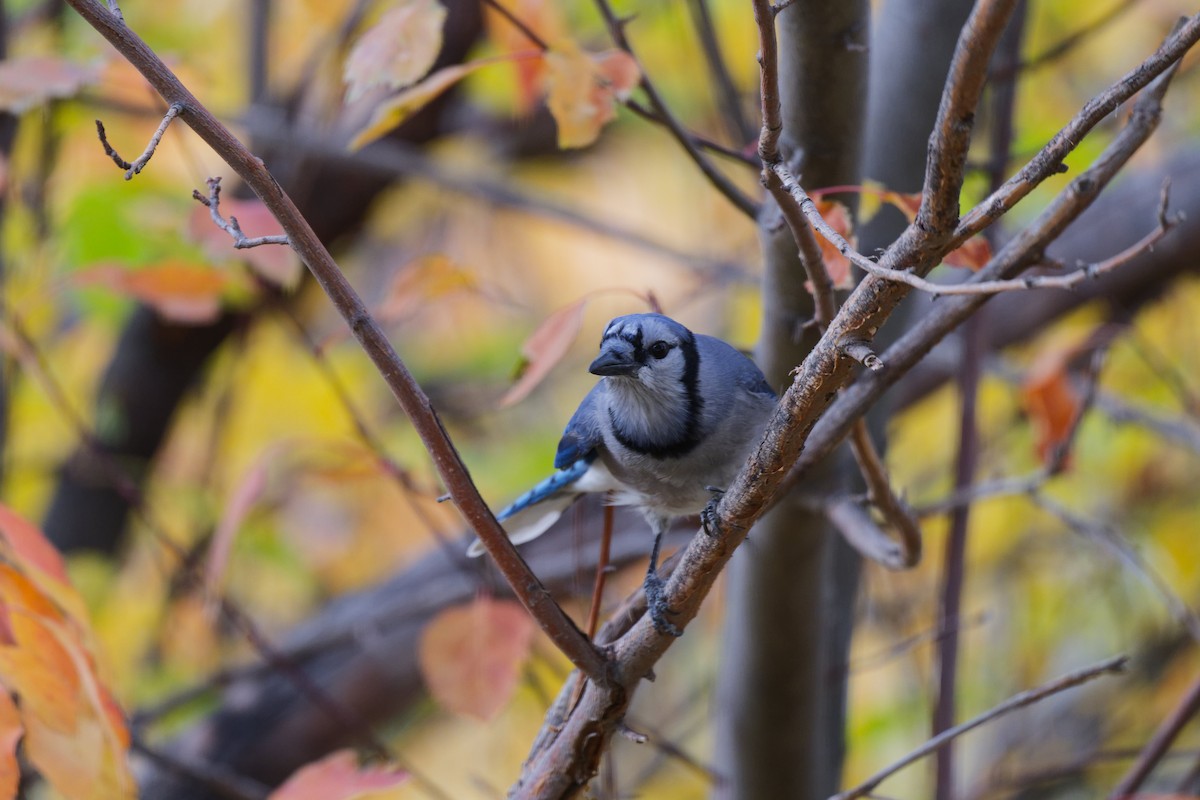 Blue Jay - ML644208095