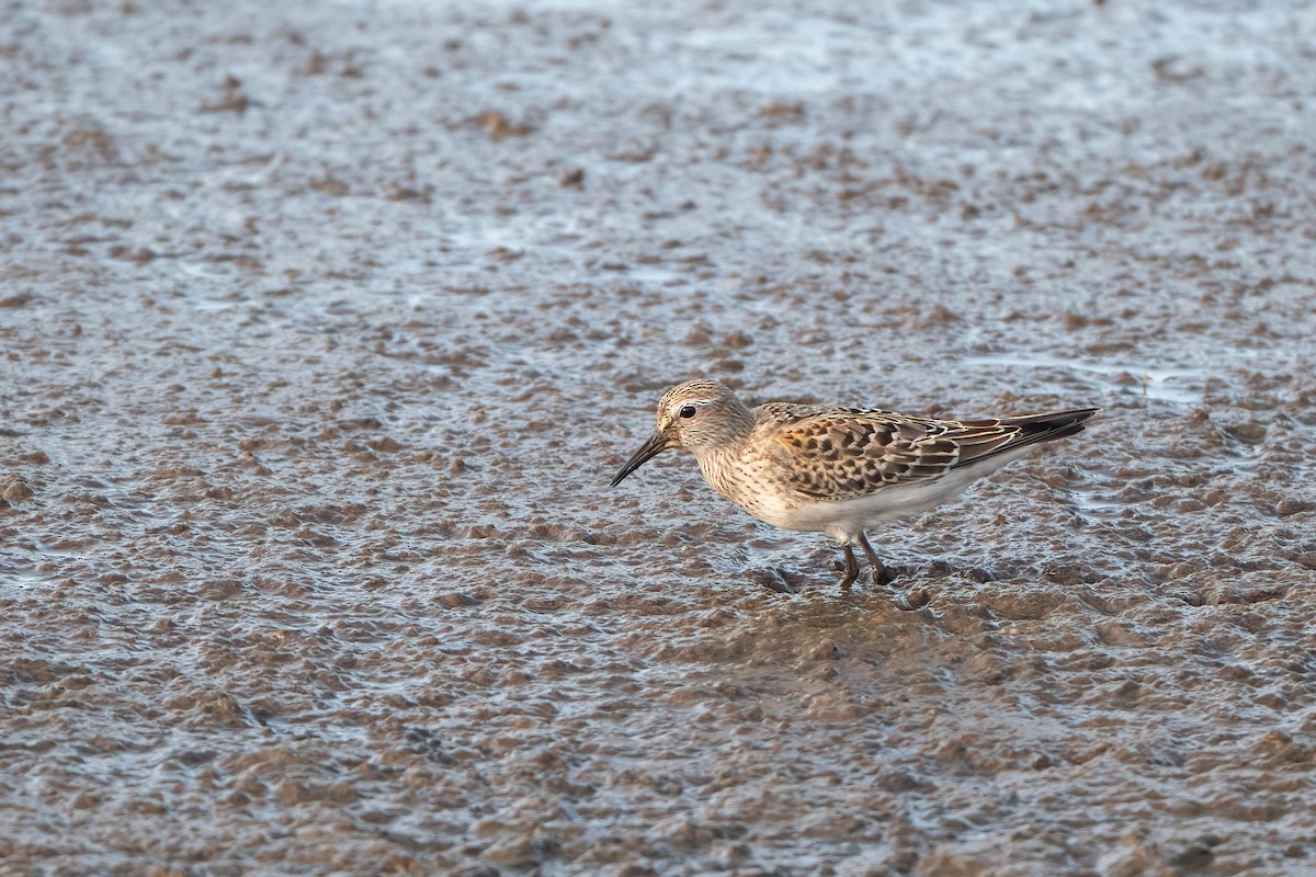 White-rumped Sandpiper - ML644208096