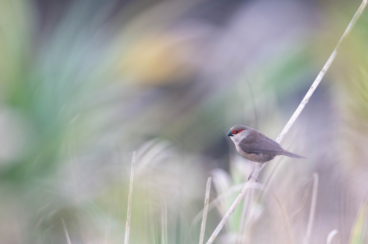 Common Waxbill - ML644208119