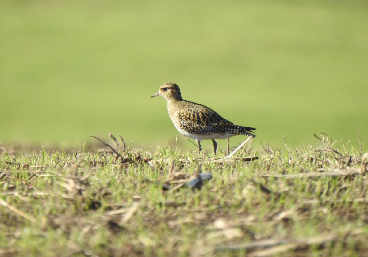 European Golden-Plover - ML644208130