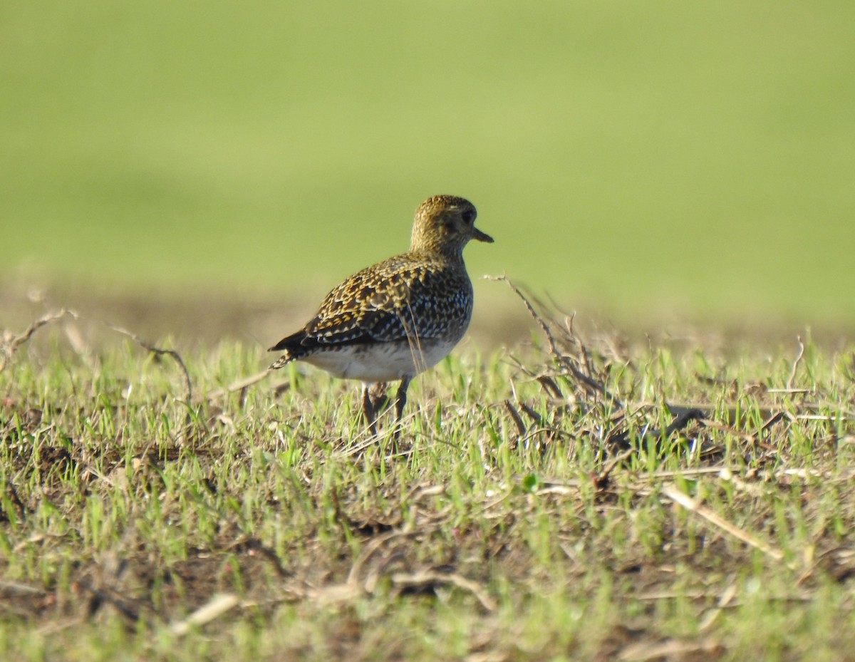 European Golden-Plover - ML644208131