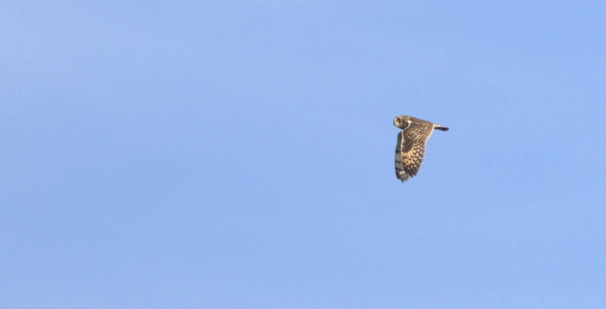 Short-eared Owl - ML644208145