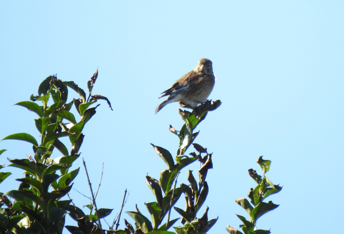 Eurasian Linnet - ML644208154