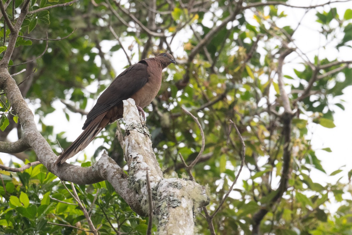 Maronentaube - ML644208171