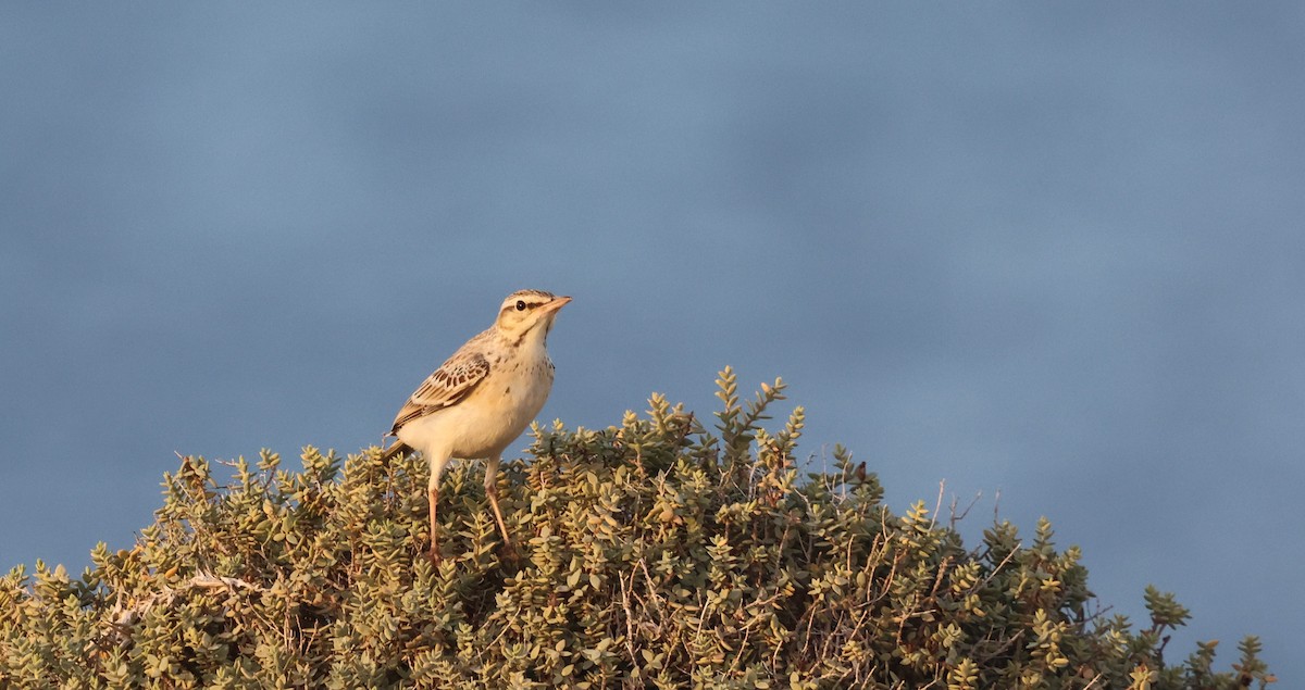 Tawny Pipit - ML644208179