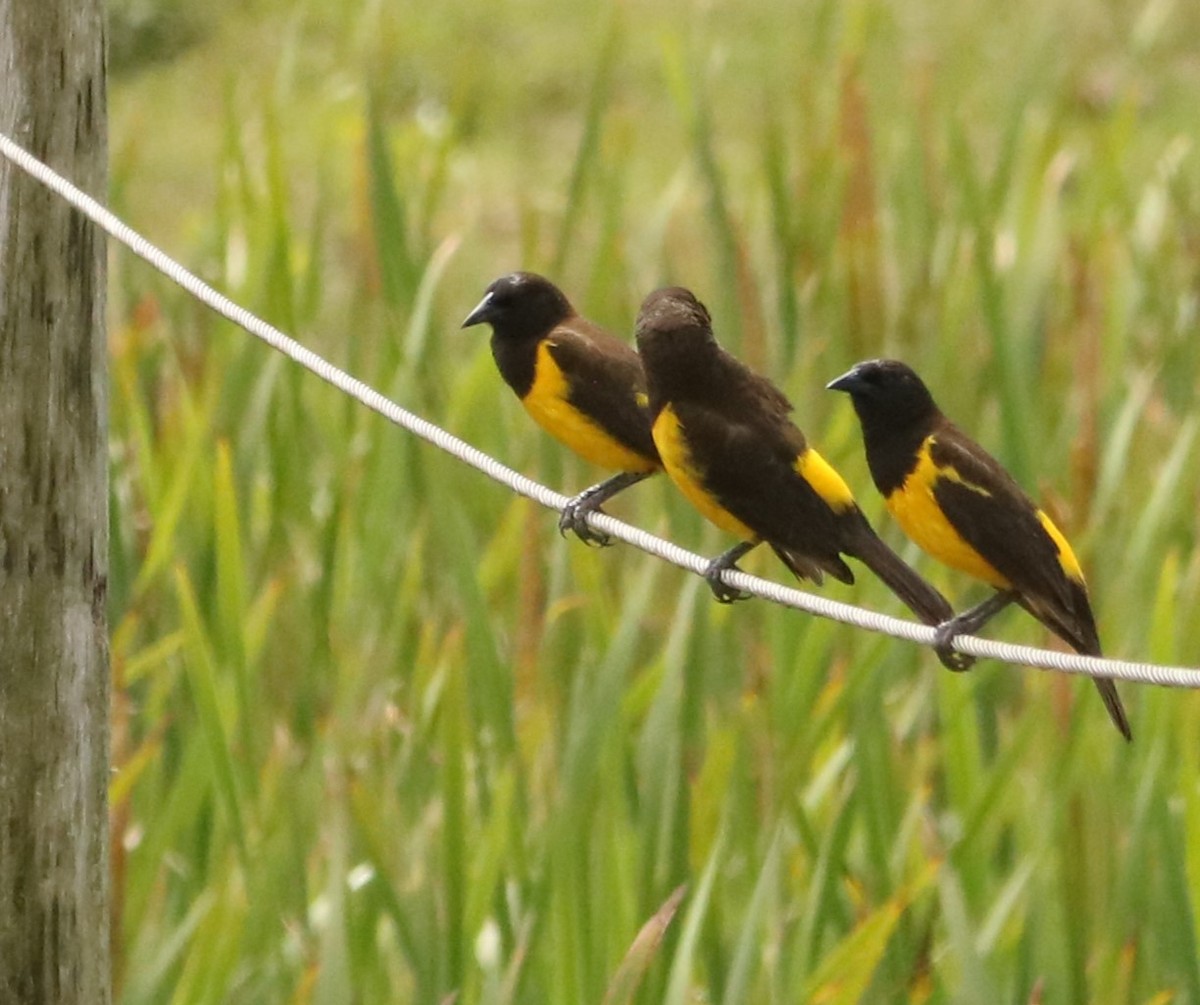 Yellow-rumped Marshbird - ML644208192