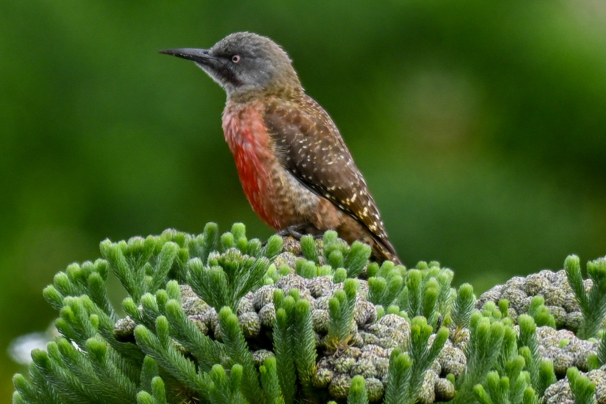 Pic laboureur - ML644208197