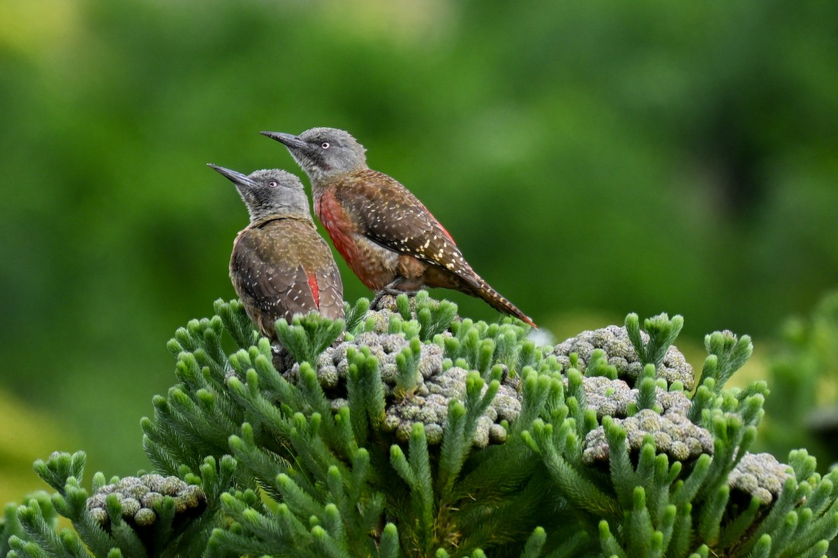 Pic laboureur - ML644208198