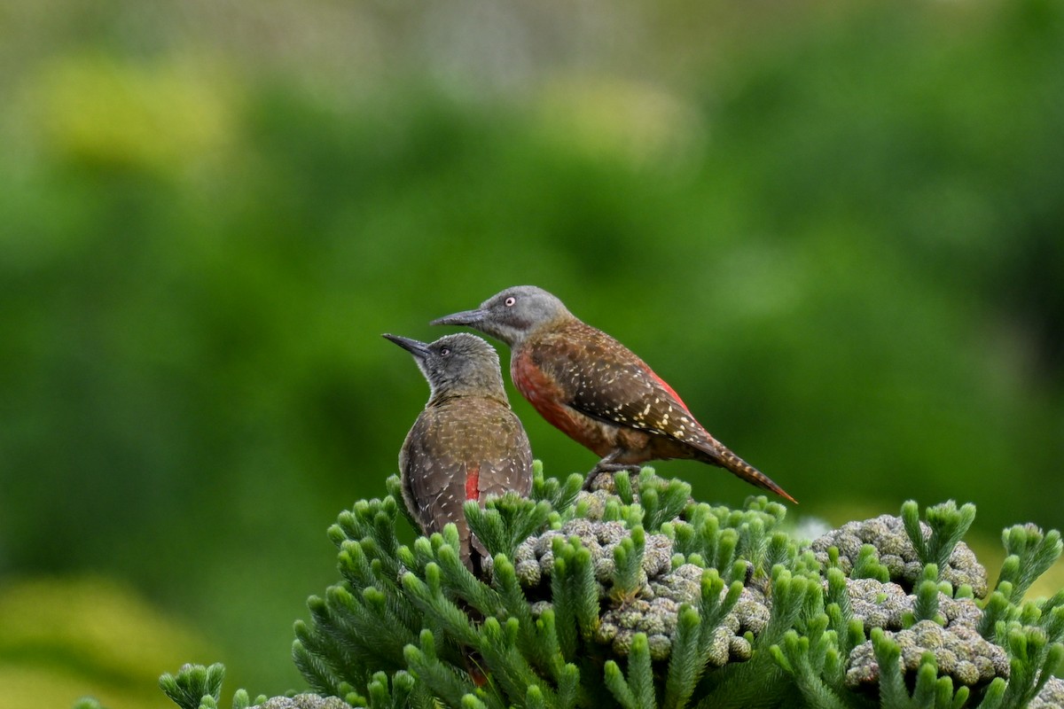 Pic laboureur - ML644208199