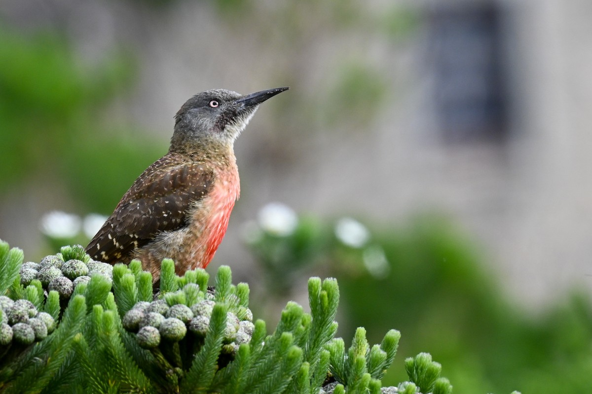 Pic laboureur - ML644208200