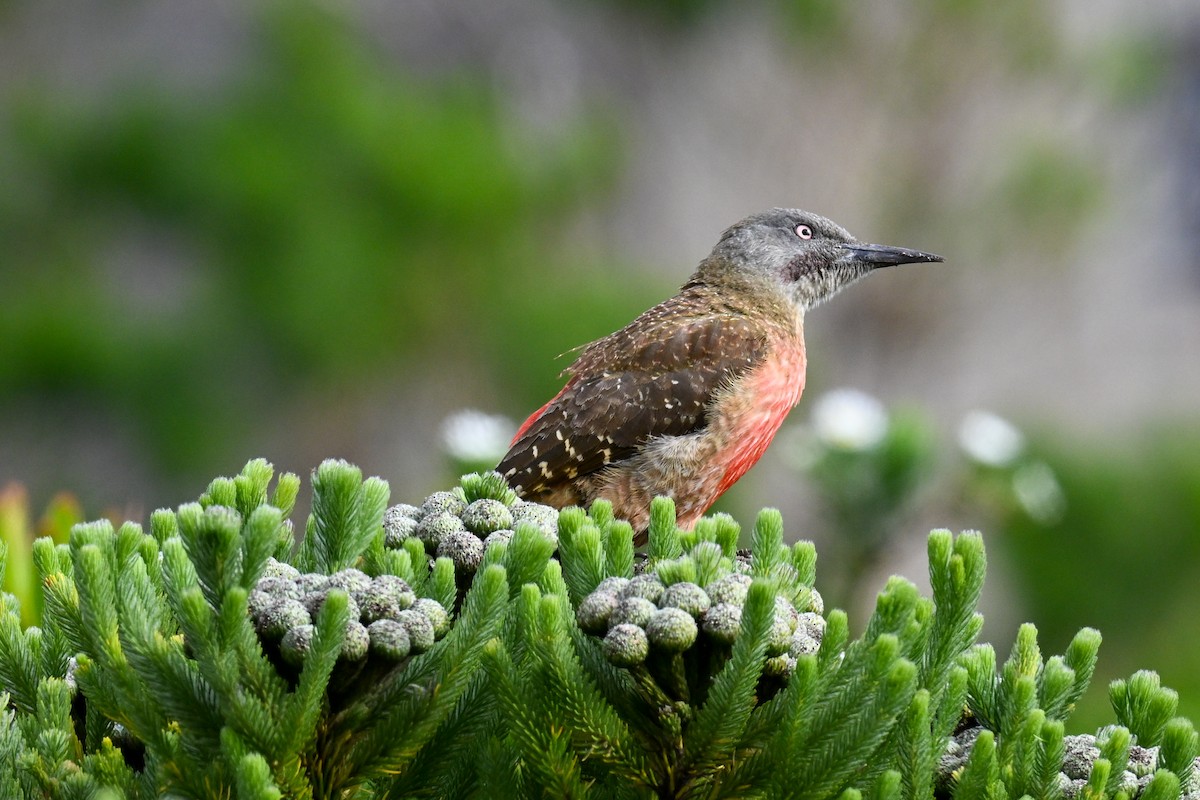 Pic laboureur - ML644208201