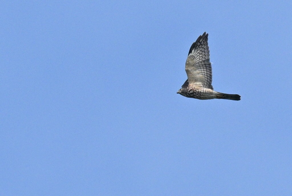 Chinese Sparrowhawk - ML644208219