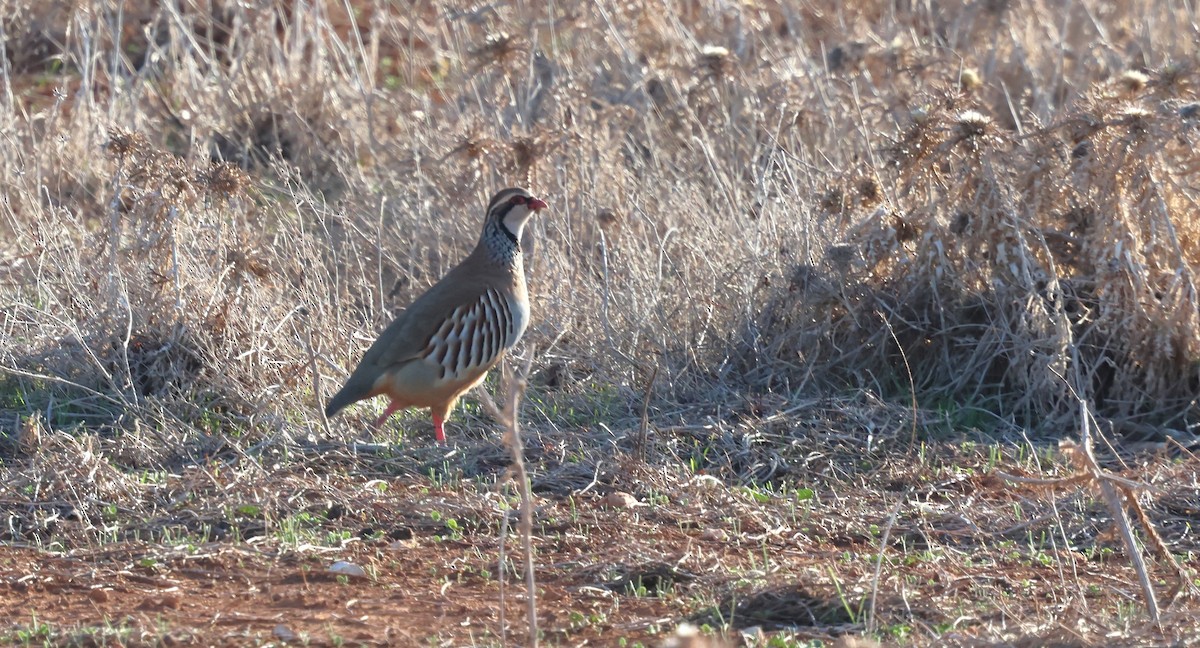 Red-legged Partridge - ML644208239