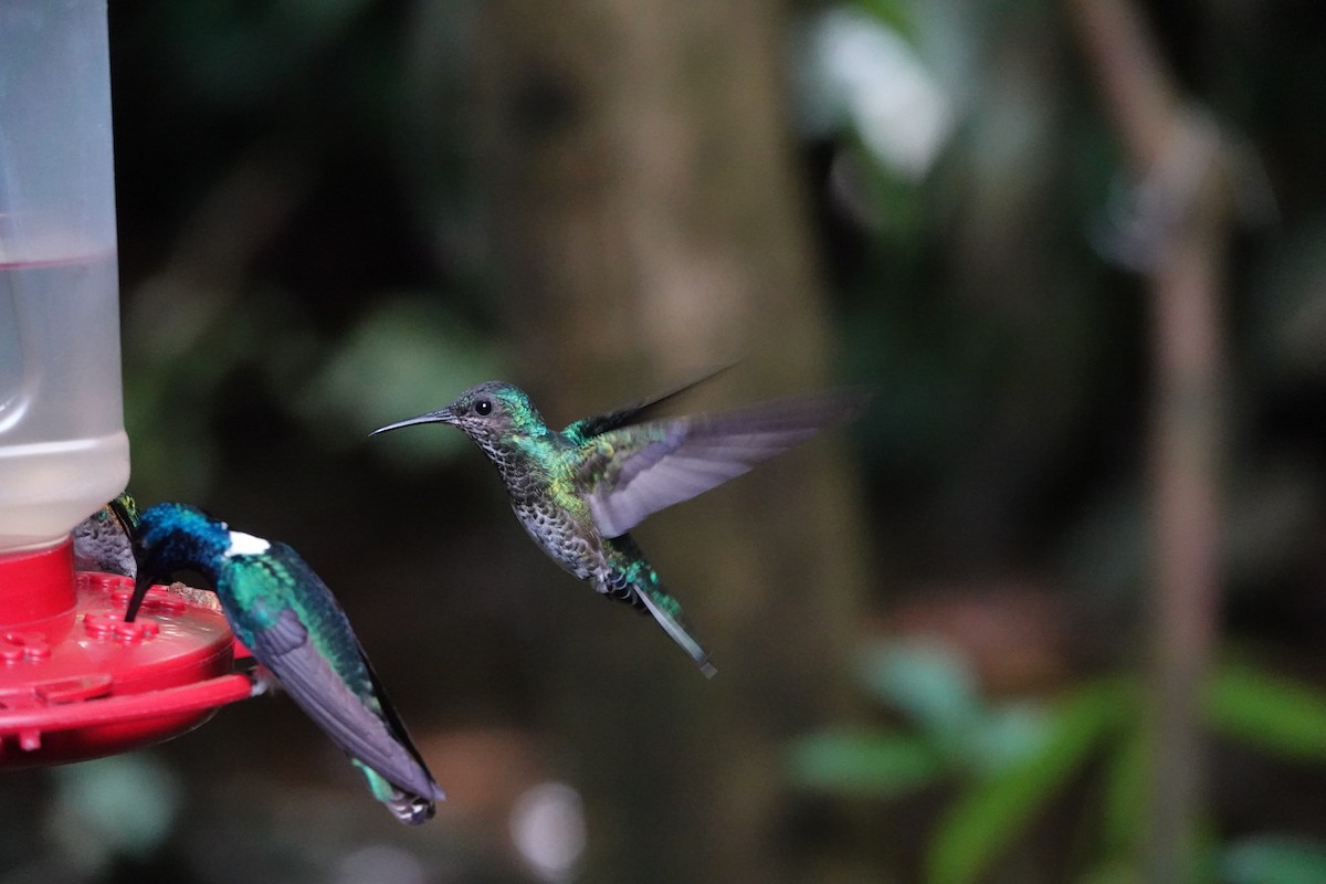 Scaly-breasted Hummingbird - ML644208250