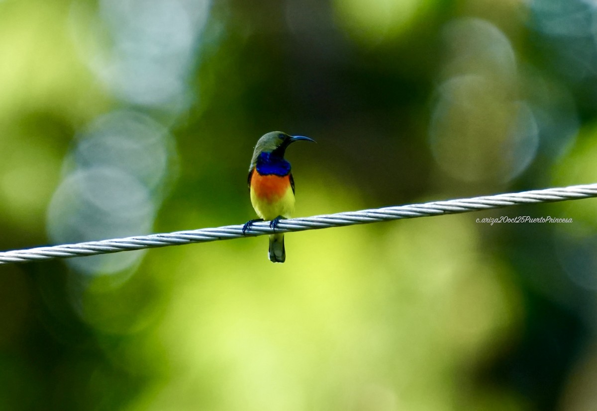 Palawan Sunbird - ML644208251