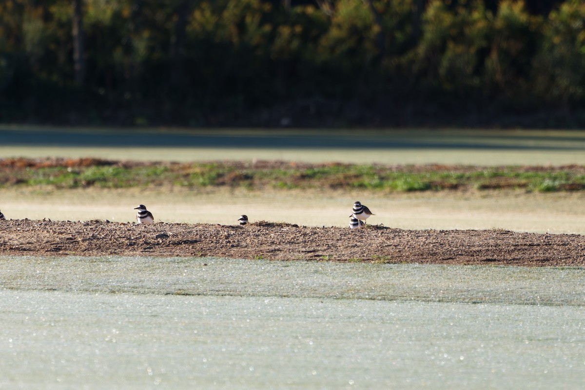 Killdeer - ML644208253