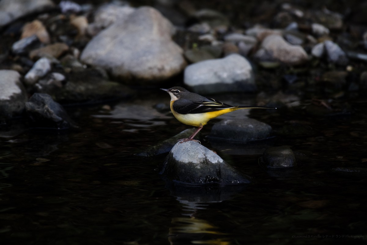 灰鶺鴒 - ML644208254