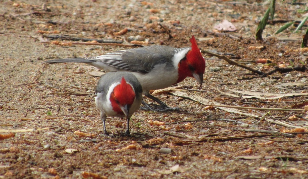Red-crested Cardinal - ML644208257
