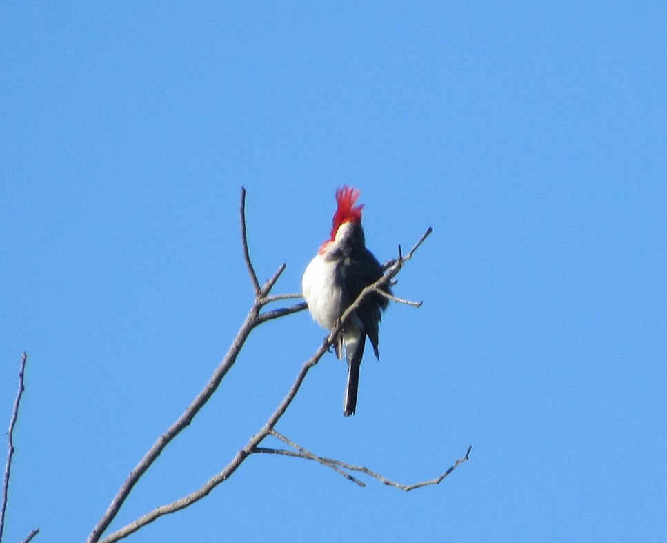 Red-crested Cardinal - ML644208258